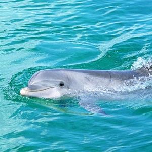 Meet your Posher, Shumeka